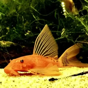 Aktuell Roter Antennenwels Long-Fin (Ancistrus dolichopterus var.)